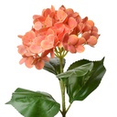 5PL0137O_01.jpg