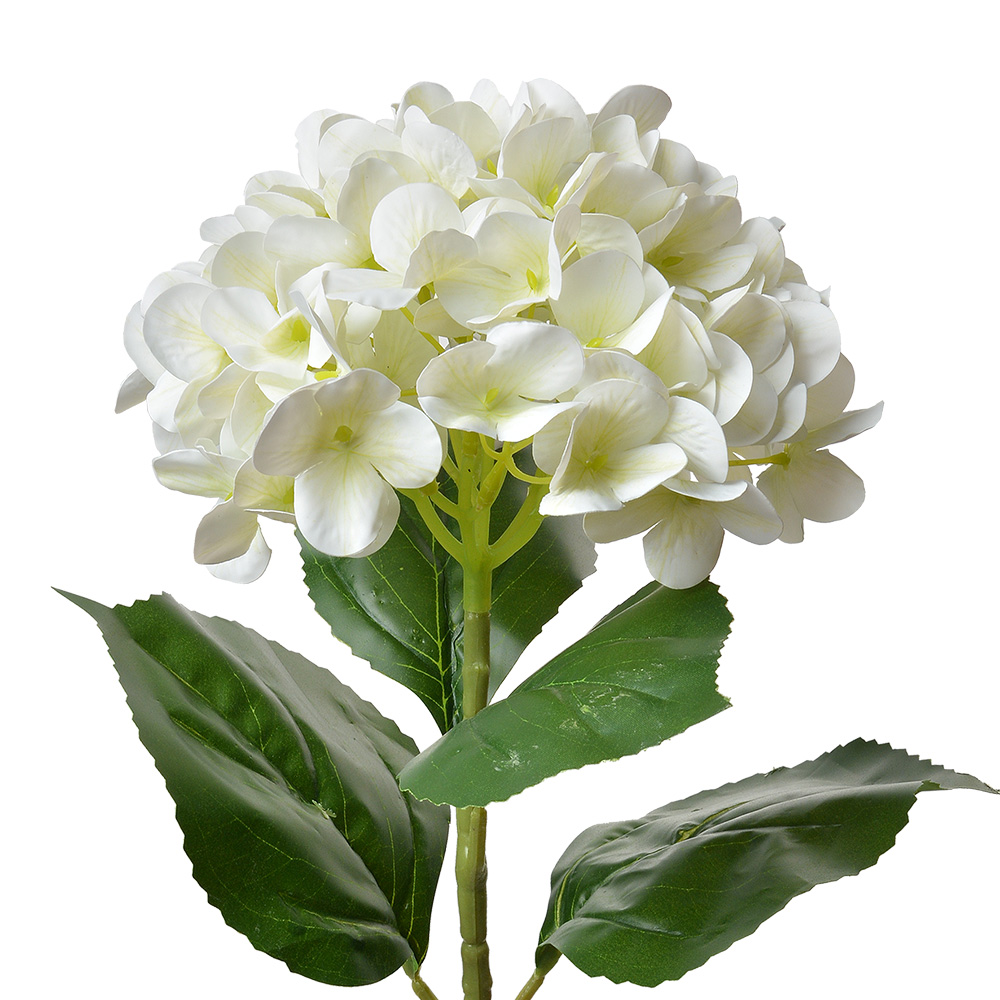 5PL0137BE_01.jpg
