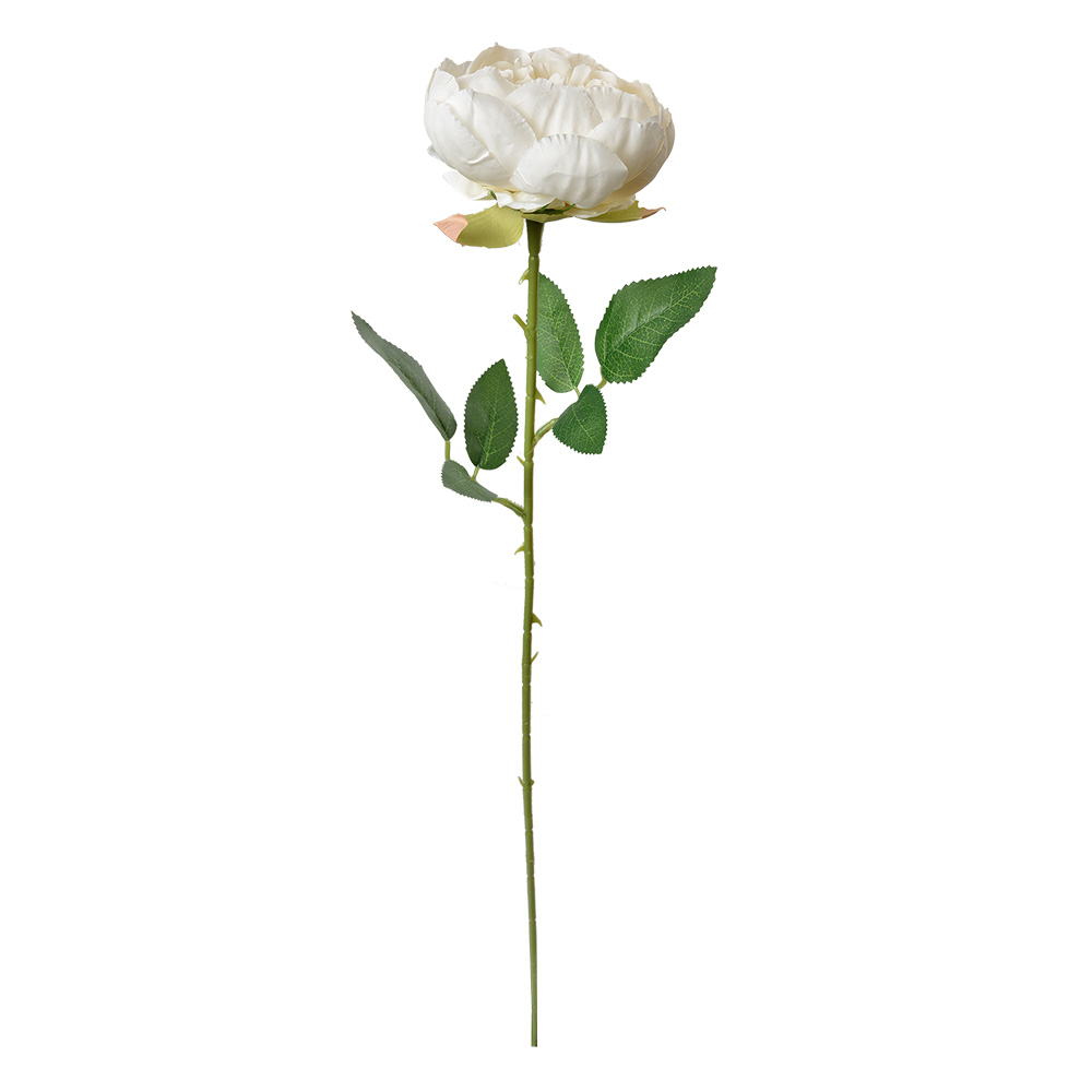6PL0366W_02.jpg