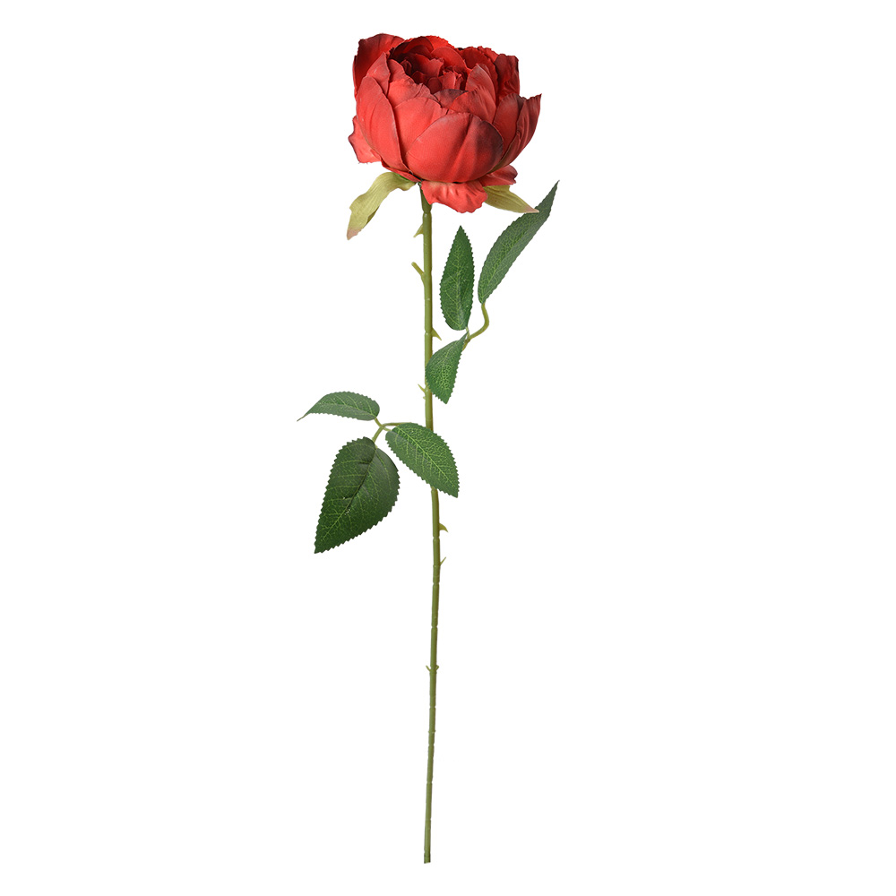 6PL0366R_02.jpg