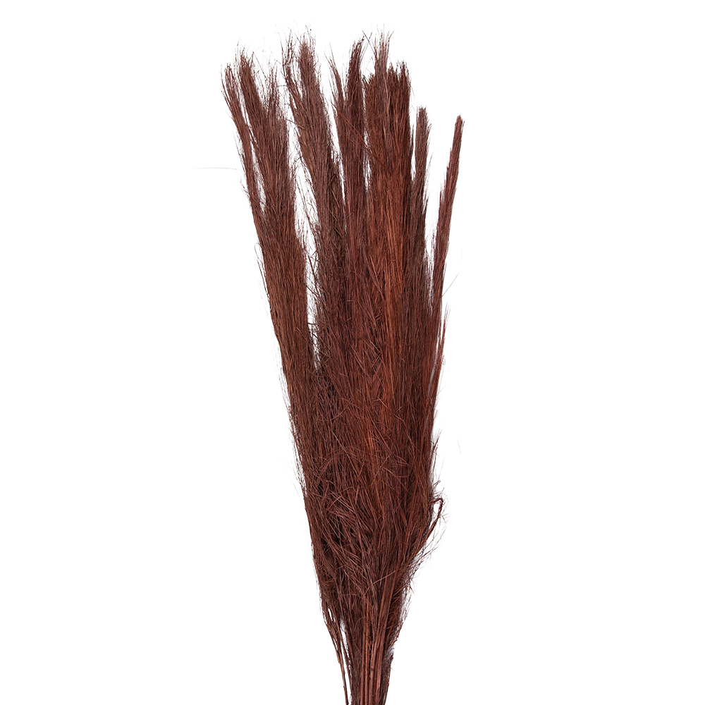 [5DF0004] Droogbloemen 10x5x85 cm