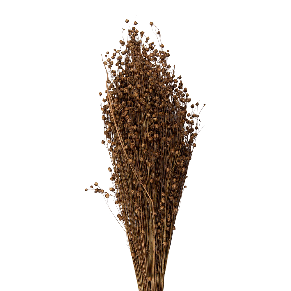 [5DF0017] Droogbloemen 60 cm (100 gr)