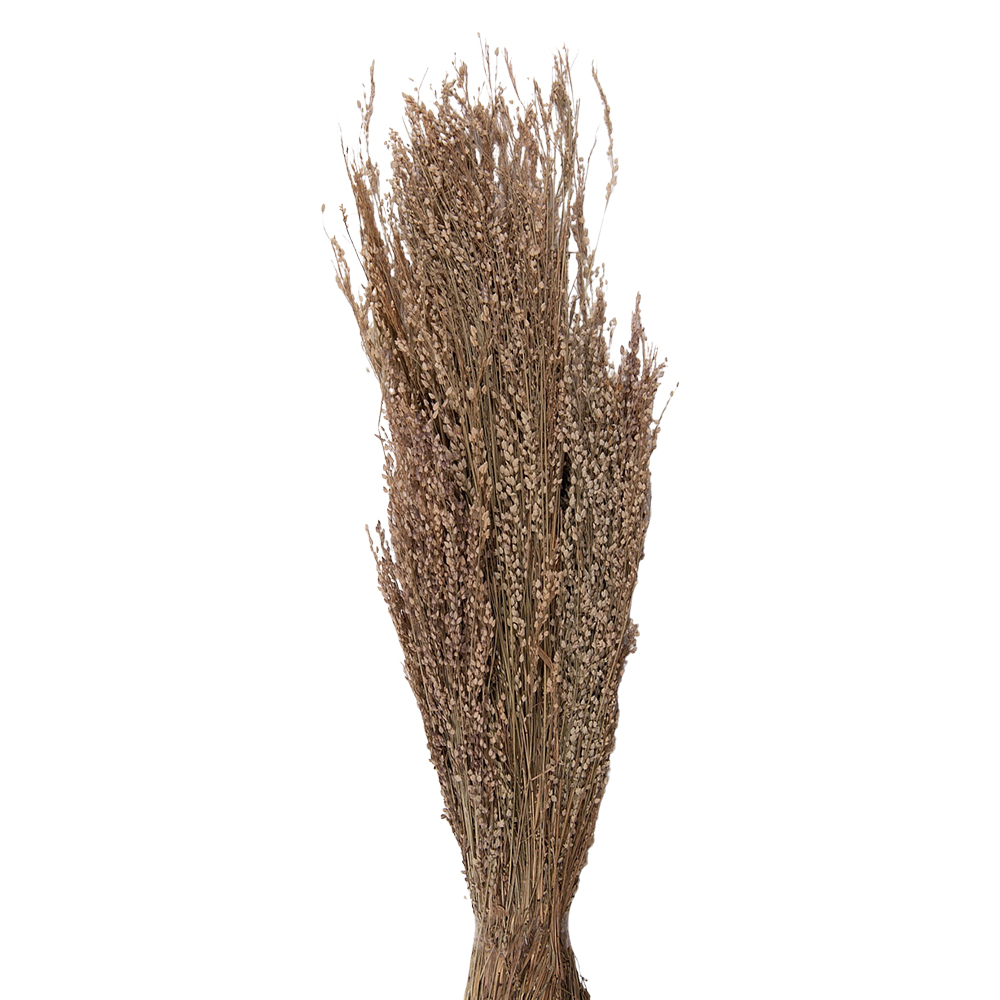 [5DF0020] Droogbloemen 55 cm (100 gr)