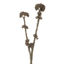 Decorative Artificial Branch with flowers Grey Green 6x6x58 cm