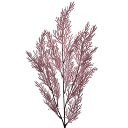 [5PL0052] Rami Artificiali Decorativi Viola 10x4x75 cm