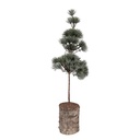 Arbre de décoration Vert Marron 14x14x45 cm