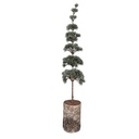Arbre de décoration Vert Marron 15x12x80 cm