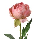 Fleur artificielle Roses Rose Vert 8x8x62 cm