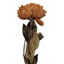Fleur artificielle Marron Vert 10x10x65 cm