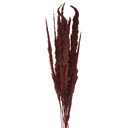 Droogbloemen 100 cm (10)