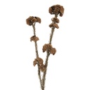 Rami Artificiali Decorativi con fiori Marrone Verde 6x6x58 cm