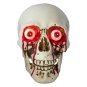 Decoration Skull White Brown 16x15x20 cm