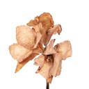 Fleur artificielle Brun Brun 16x16x65 cm