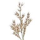 Branche de décoration Beige Marron 15x2x72 cm